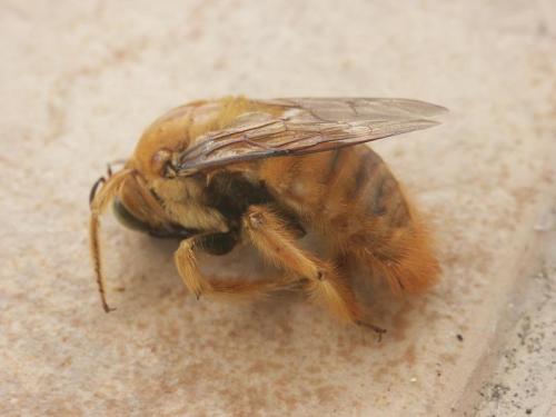 Réf. 191 929 : Xylocopa sp.